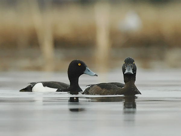 Tukkasotka, Tufted Duck, Aythya fuligula